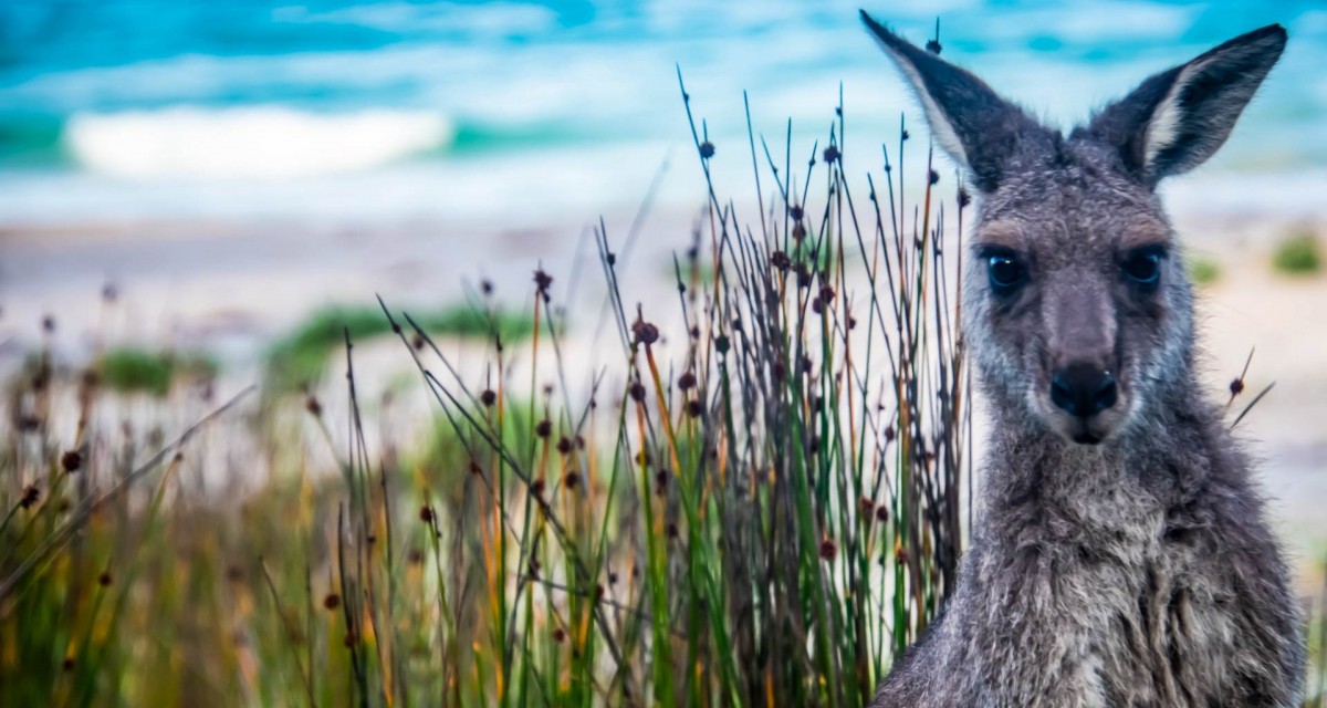 Kangaroo looking into the camera, with grass, beach and ocean in the background