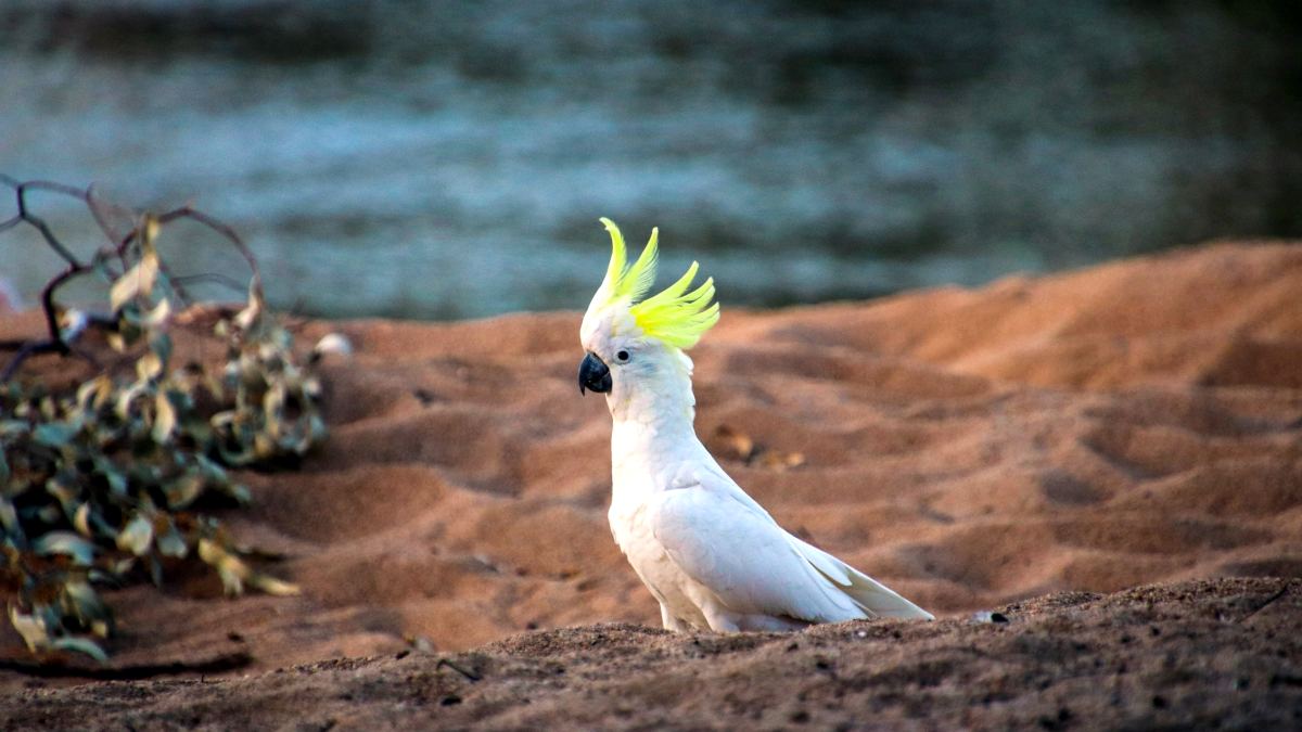 Close-up of a Cockatoo bird - sandy area with water in the background