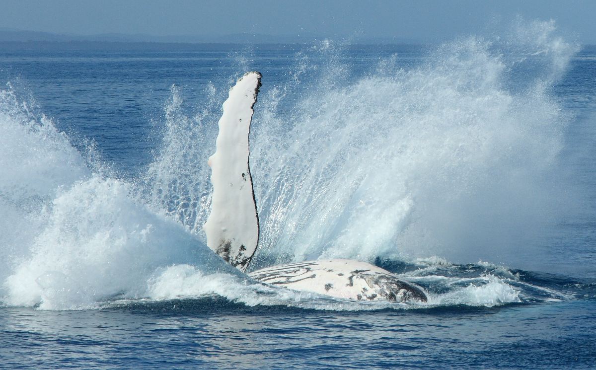 Hervey Bay Whales | photo: Michael Dawes (CC BY NC 2.0)