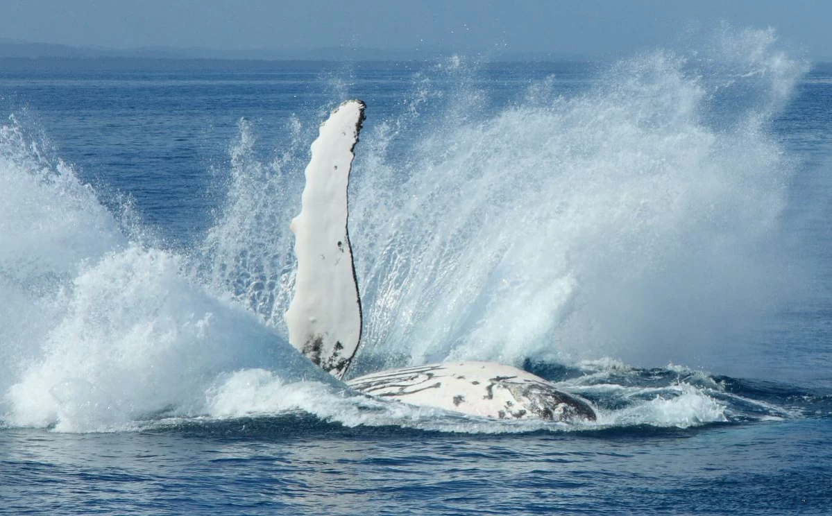 Whale rising above the water (Hervey Bay)