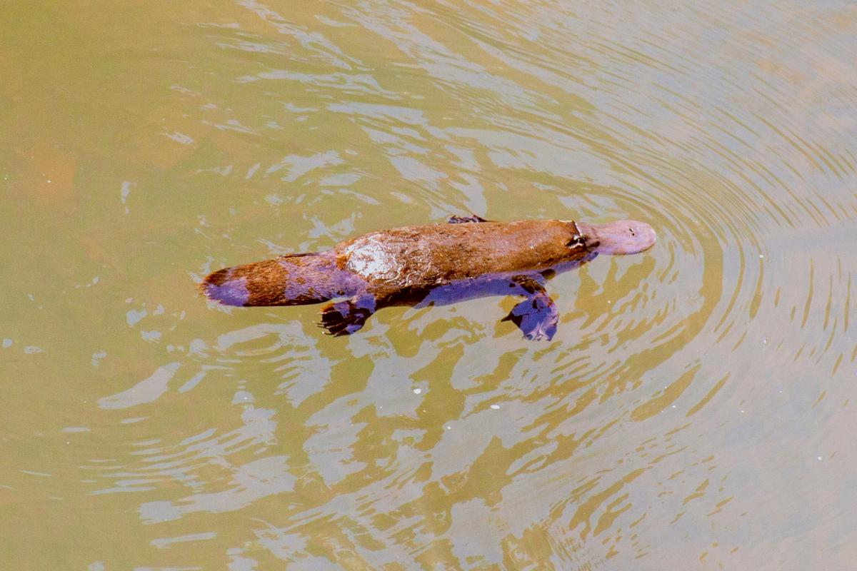 Platypus swimming in brown-ish water