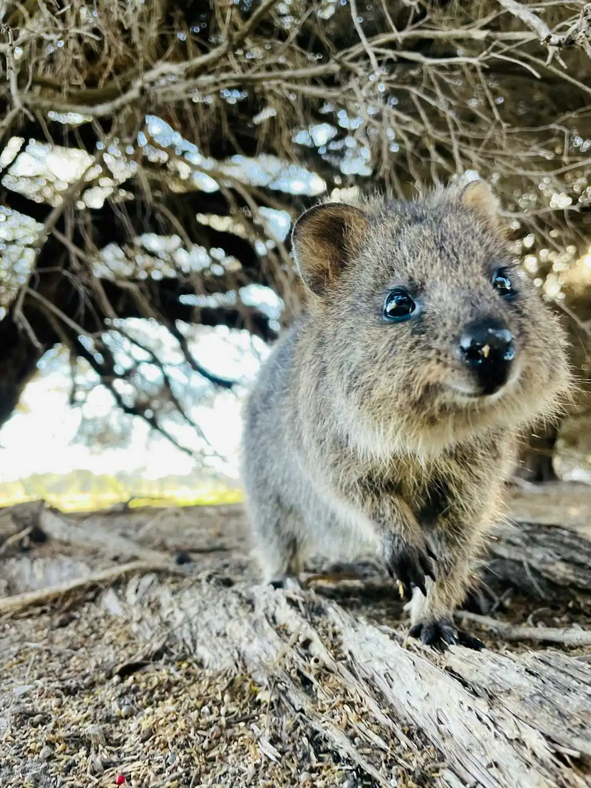 Close up view of a quokka smiling at the camera with trees in the background
