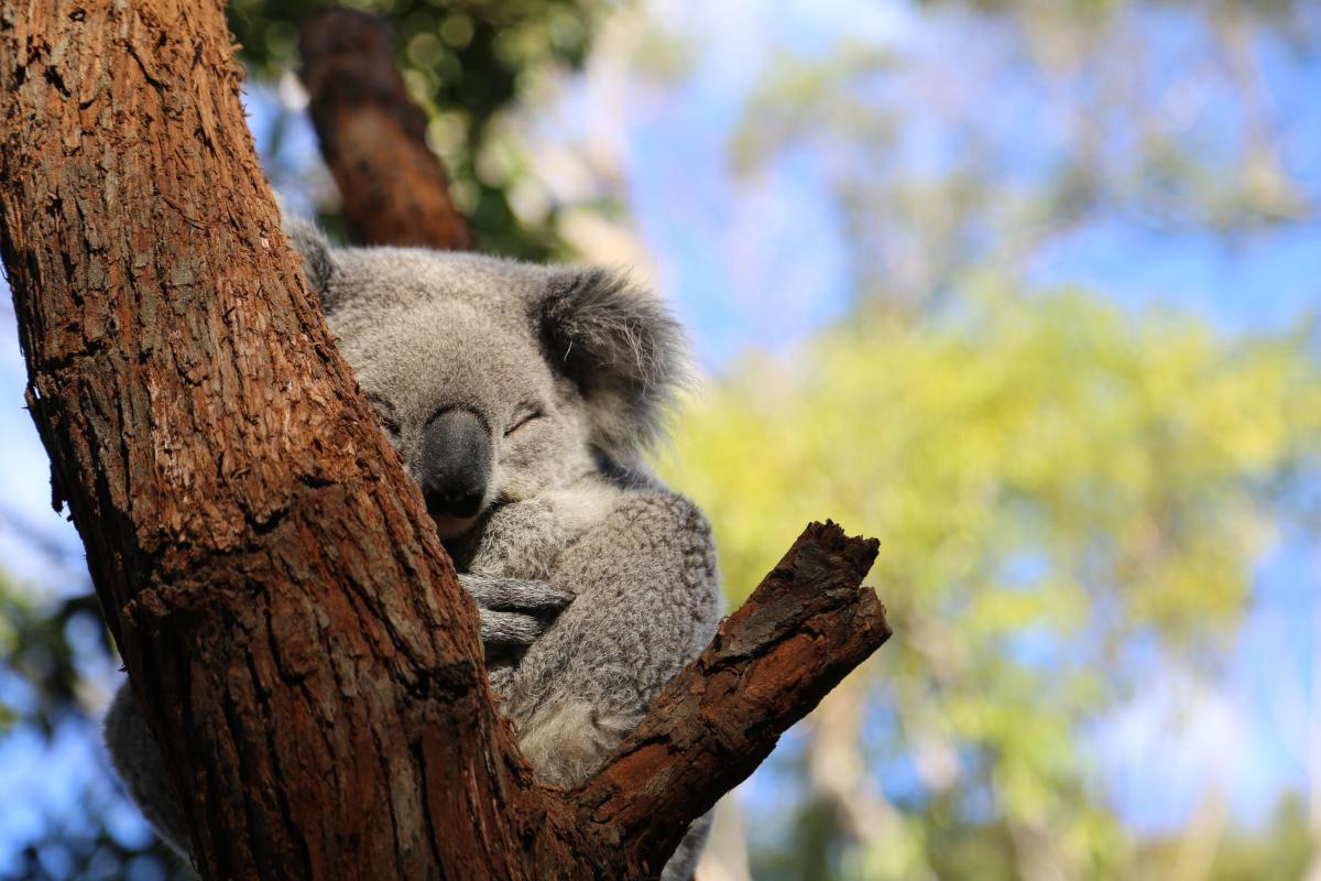 Koala sleeping in a tree