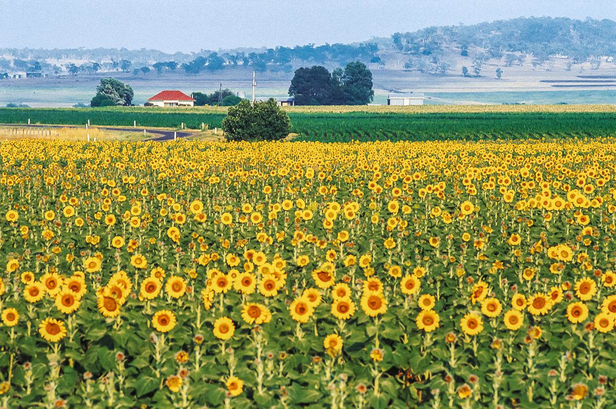 Field of sunflowers in Queensland | photo: Tourism and Events Queens